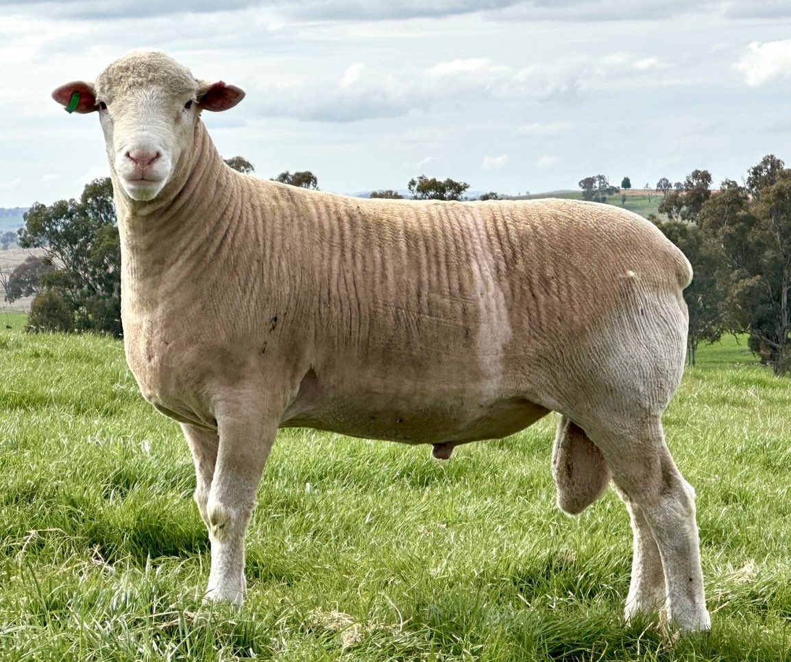 Poll Dorsets with IMF do exist!
Sons of the $41,000 ‘Lyle’ on offer at the 2023 Gooramma Sale - Friday 15th September. Top 1% of the industry for IMF and muscle.