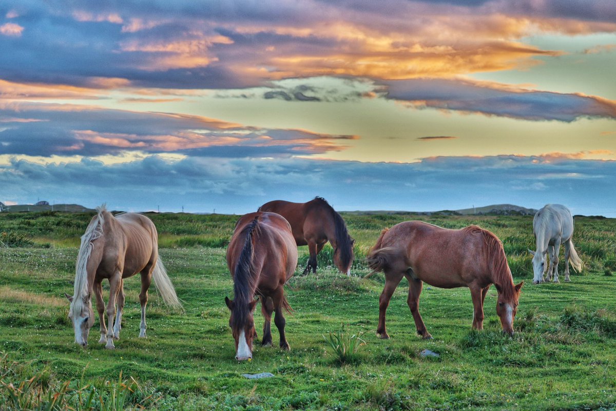 A beautiful evening watching the horses grazing. 
Bonavista, NL
#ShareYourWeather #NLwx
