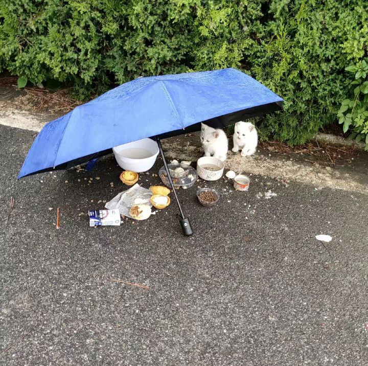 FLspecialforces's tweet photo. I saw a caring scene on the road, someone has already claimed it, otherwise I would have taken it home, poor little guy https://t.co/hyHt7KcLQi