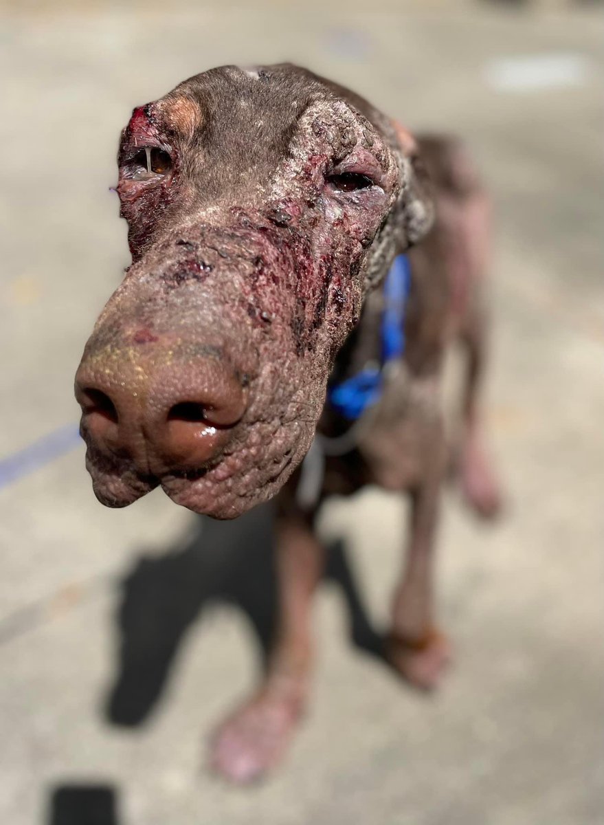 1/2- Meet Ginny. At only two years old, we cannot fathom what all she has been through 😭 We saved Ginny’s life today, and although she has a long road ahead, RPM will be there for her every step of the way. Will you consider donating any amount for Ginny’s medical care?