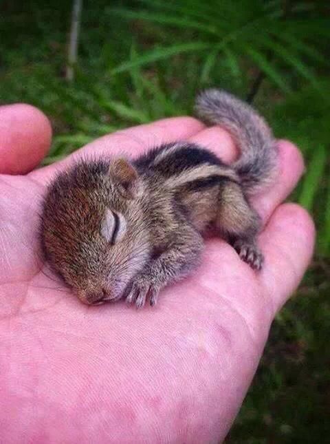 Baby squirrel is cute..