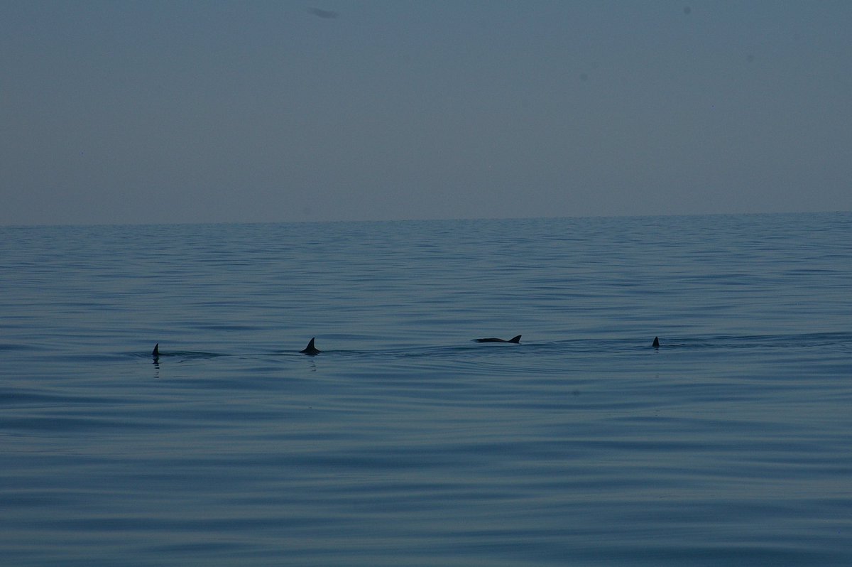 Pesca ABC tweet media