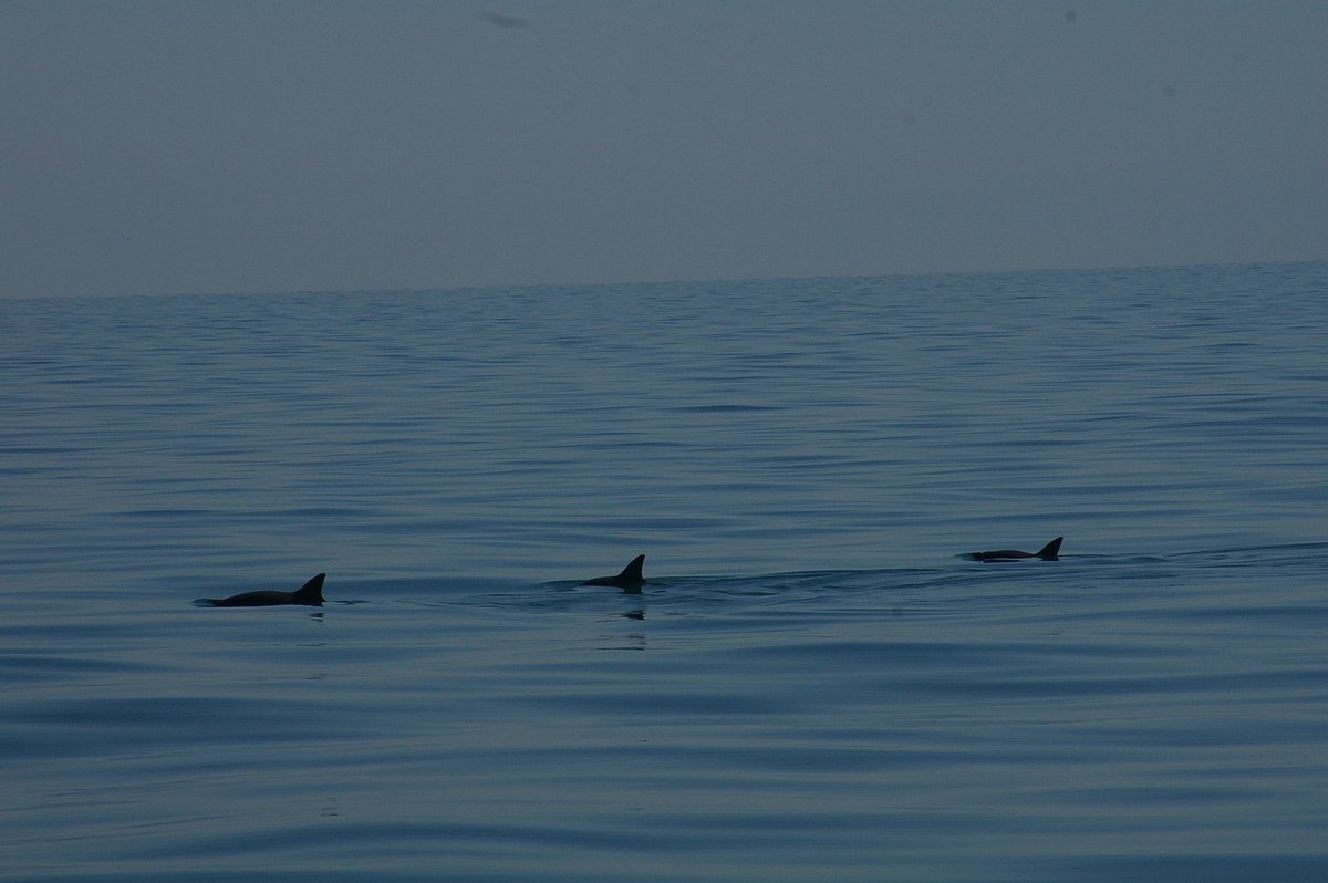 Pesca ABC tweet media