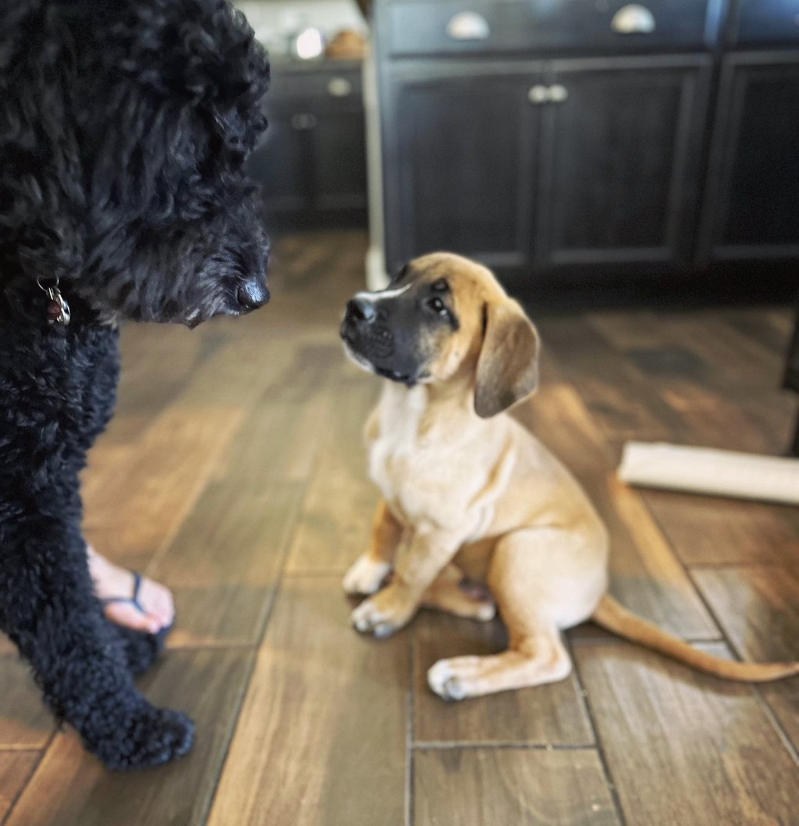 Meet Jimmy the doodle and Frank the… well we’re not quite sure what Frank is yet, but makes no matter… he will be loved. Went in to possibly pick up one and came home with two 🤦‍♂️🤷‍♂️🤣. Frank is staying with me in Sedona on the weekdays until we’re all together again.