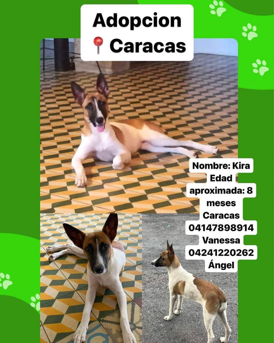 PerroUsuario's tweet image. Kira en busca de hogar responsable, Caracas