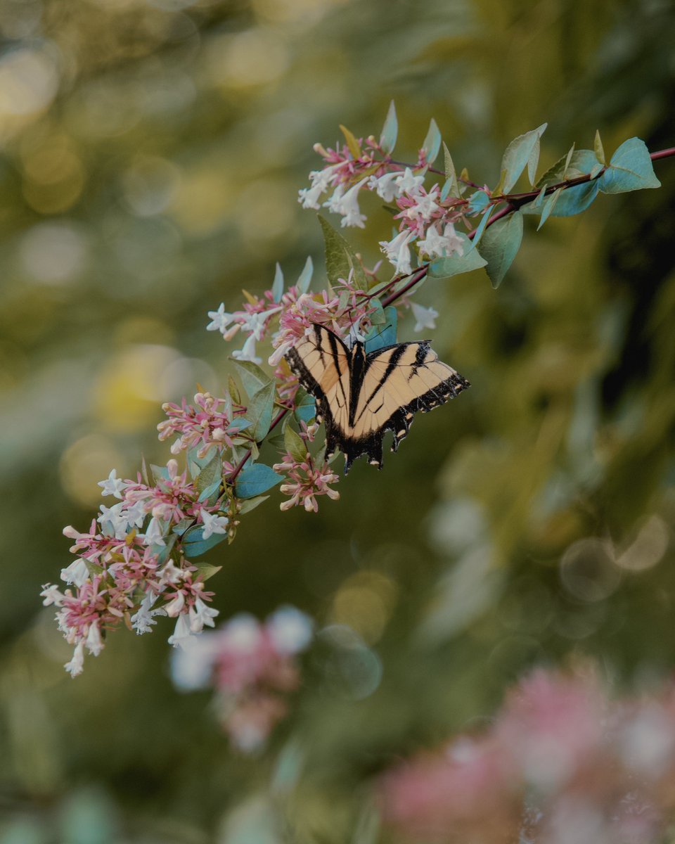 Aaron Burden tweet media