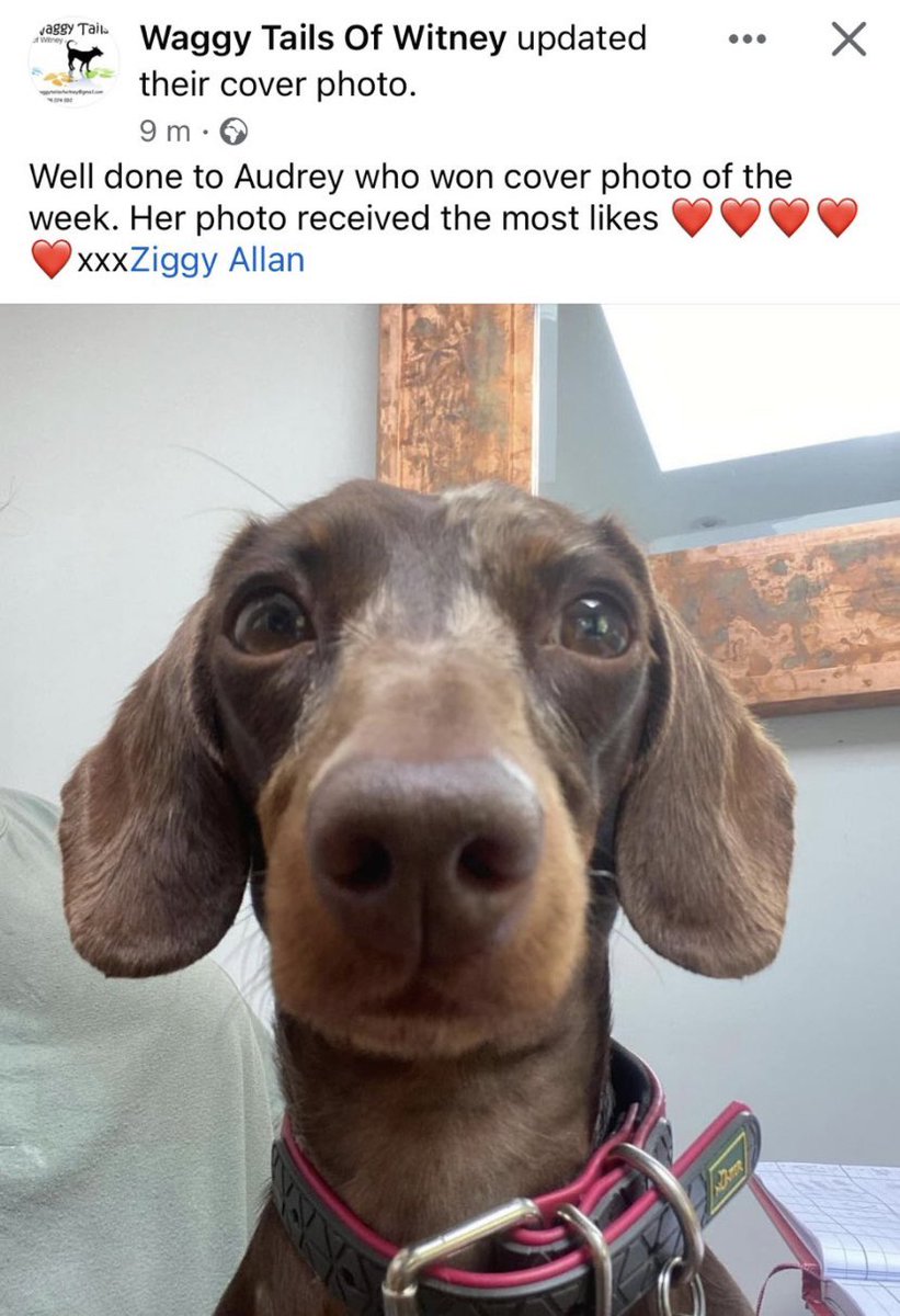 Go me. #dogsoftwitter <a href="/DacshundP/">Dacshund_Puppies</a>