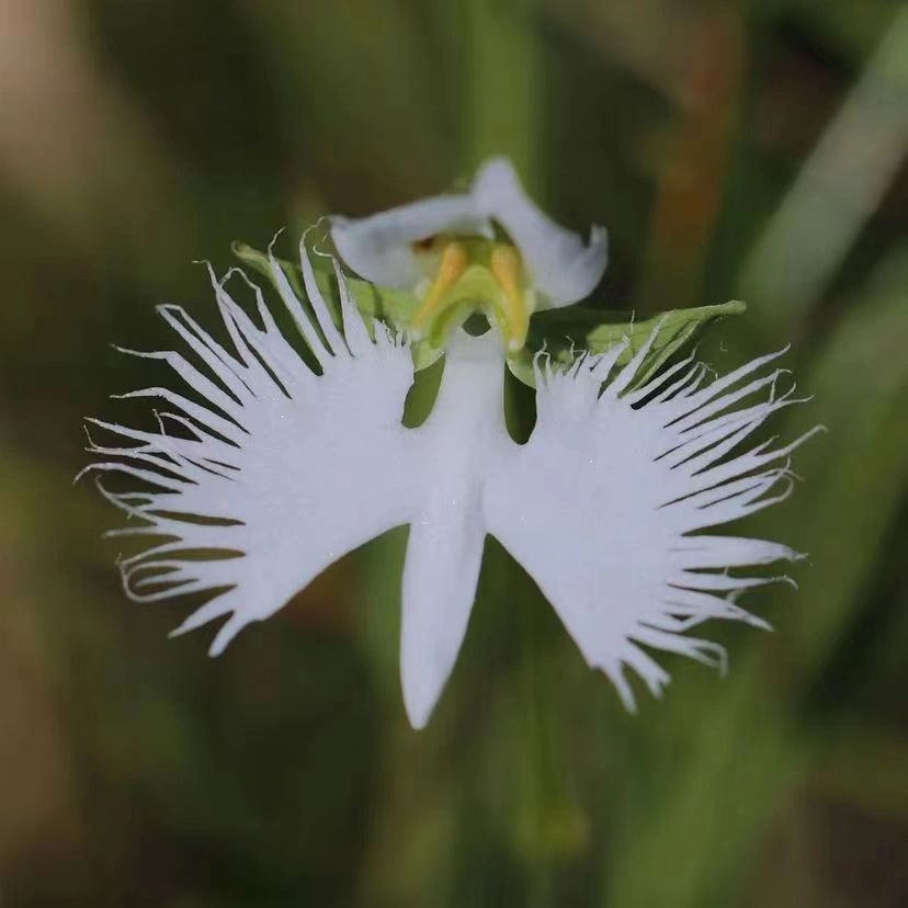 Csyi88's tweet photo. Goosebumps as the name suggests, the shape of the flower is like having white feathers like a phoenix spreading its wings and flying in the clouds, 
-
#vscocam #vsco #like #instagood #photooftheday #photography #follow #instagram #ig #love #nature
#photo #picoftheday #instadaily https://t.co/fMXg6YhYY2