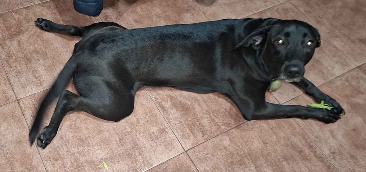 marianita2505's tweet image. La #tóxica juega un ratito y se agota! Y obvio #rompe las pelota (las de tenis le duran 1 día) jajajaj