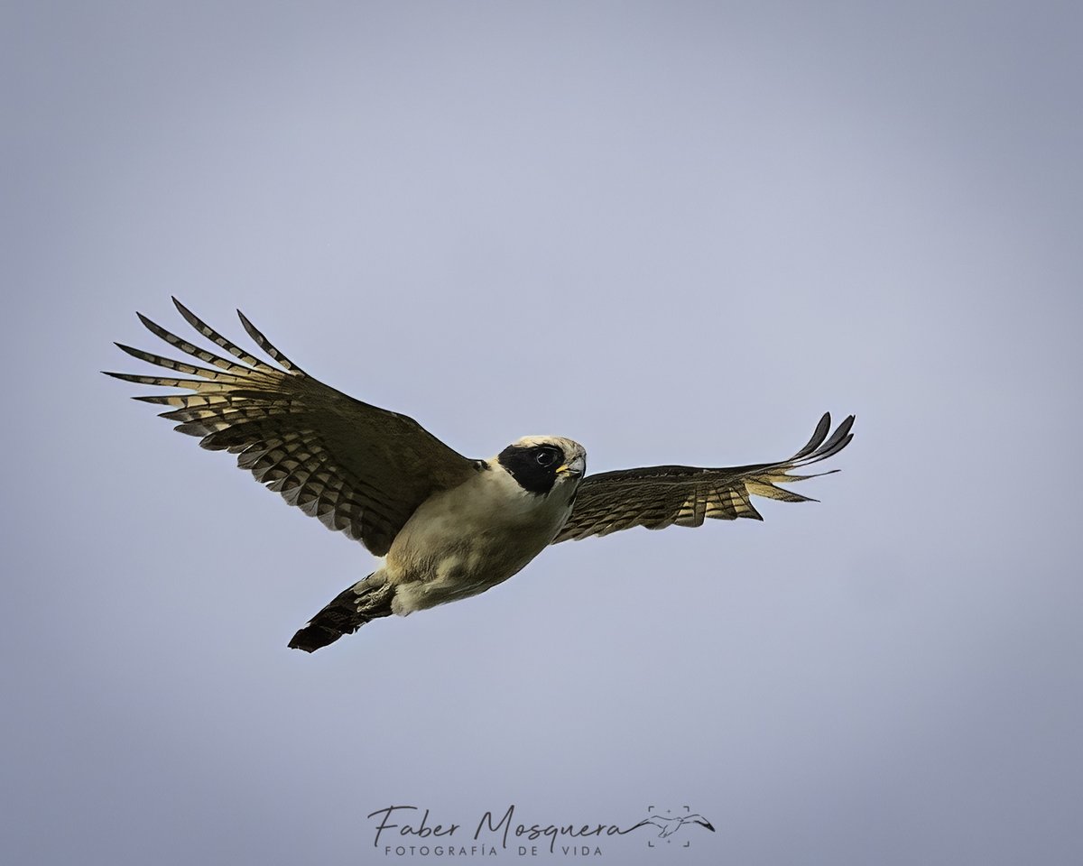 Fabermosquera's tweet image. Es realmente lindo ver volar este Halcón Reidor.

Laughing Falcon
Herpetotheres cachinnans
Falconidae
#halcon 
#birding
#birdwatching
#nature
#birdphoto 
#bestbirdshots 
#naturephotography 
#colombia 
#quindio 
#salento
#bestbirds 
#birdsphotography 
#birdsofinstagram