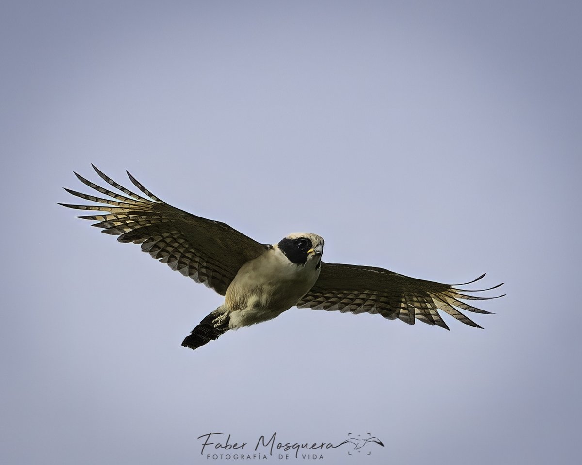 Fabermosquera's tweet image. Es realmente lindo ver volar este Halcón Reidor.

Laughing Falcon
Herpetotheres cachinnans
Falconidae
#halcon 
#birding
#birdwatching
#nature
#birdphoto 
#bestbirdshots 
#naturephotography 
#colombia 
#quindio 
#salento
#bestbirds 
#birdsphotography 
#birdsofinstagram
