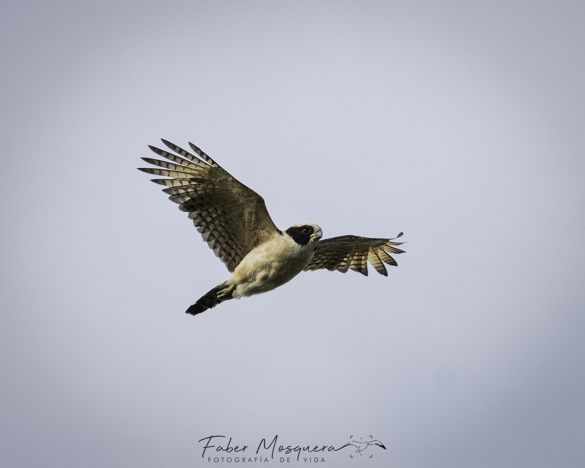 Fabermosquera's tweet image. Es realmente lindo ver volar este Halcón Reidor.

Laughing Falcon
Herpetotheres cachinnans
Falconidae
#halcon 
#birding
#birdwatching
#nature
#birdphoto 
#bestbirdshots 
#naturephotography 
#colombia 
#quindio 
#salento
#bestbirds 
#birdsphotography 
#birdsofinstagram