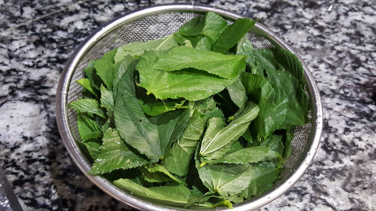 tw_linlin's tweet photo. #モロヘイヤ が旬🌿
葉だけでなく、柔らかい茎の部分も食用と言われて へーーっと思ったのに、今回もつい葉だけ採って下茹でに…
小分けにして冷凍しときます😋
この作業をする度、空芯菜の茎を捨ててたナイジェリアのクックを思い出す😆
#homecooking #foodie #veggie #おうちごはん #JewsMallow https://t.co/aKOi28YuVk