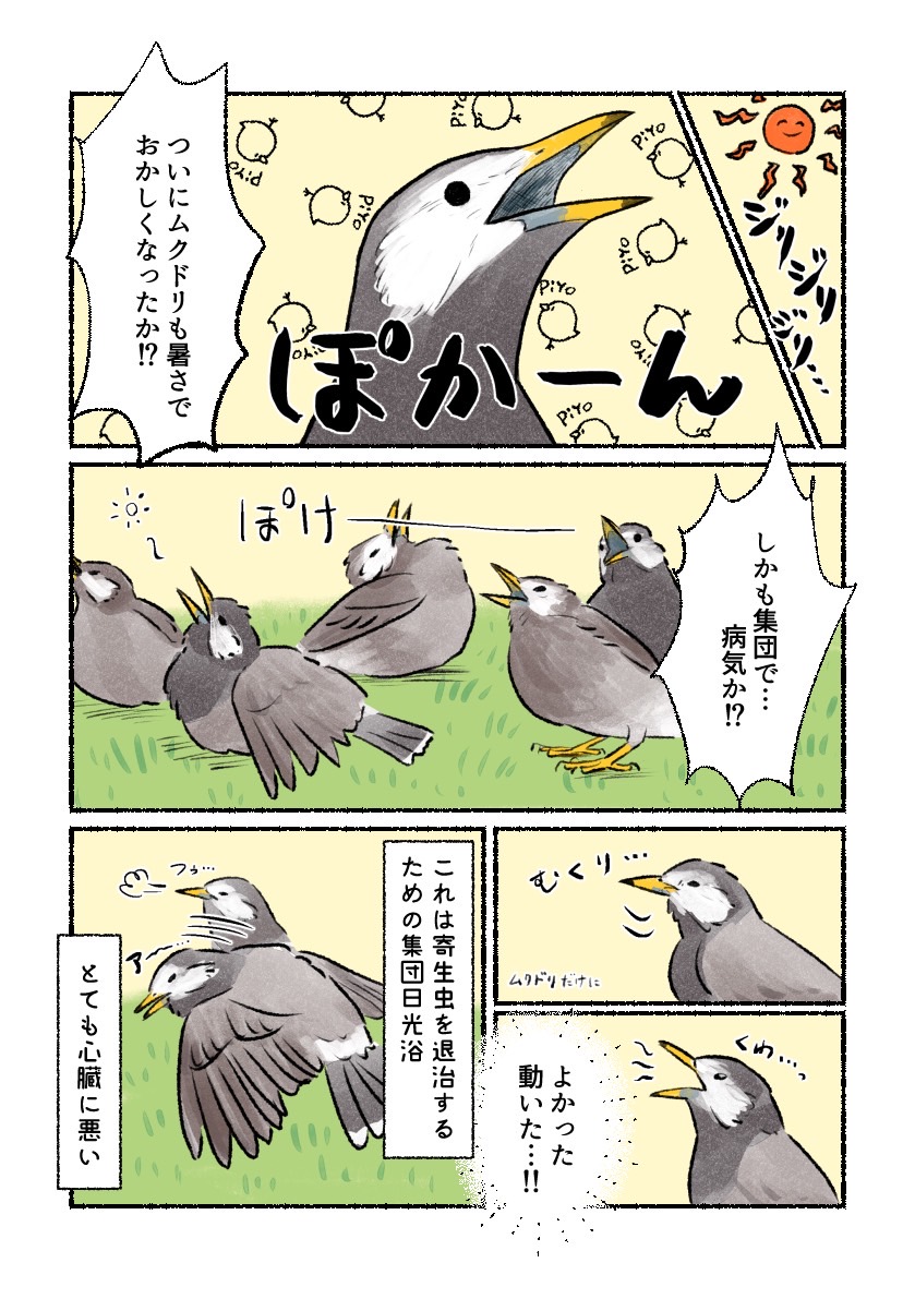 意外と知らない鳥の生活 「ムクドリの日光浴」 炎天下でぐったり倒れている鳥たち…大丈夫、生きてます。