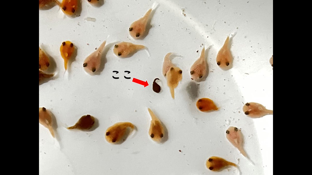 フウセンウオ② 同じ稚魚の中に明らかに小さな個体が1個体いました