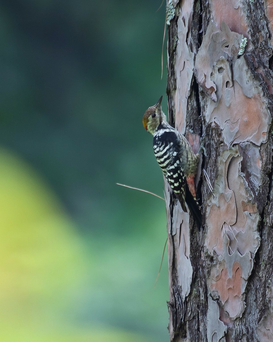 Brown-fronted woodpecker 

Chakki Mod, Himachal Pradesh
Aug’22 

#IndiAves #birdphotography #birdlovers #BirdsOfTwitter #birds #naturelover #TwitterNatureCommunity #natgeoindia #woodpeckers