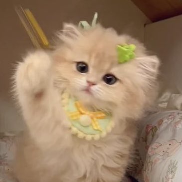 yellowmooren's tweet photo. นั่งร้องไห้ 😭😭😭😭😭🐱💝💘💖💓💞💝💘💖💓💞💝💘💖💓💞 💝💘💖 https://t.co/SJo1gl97Eg