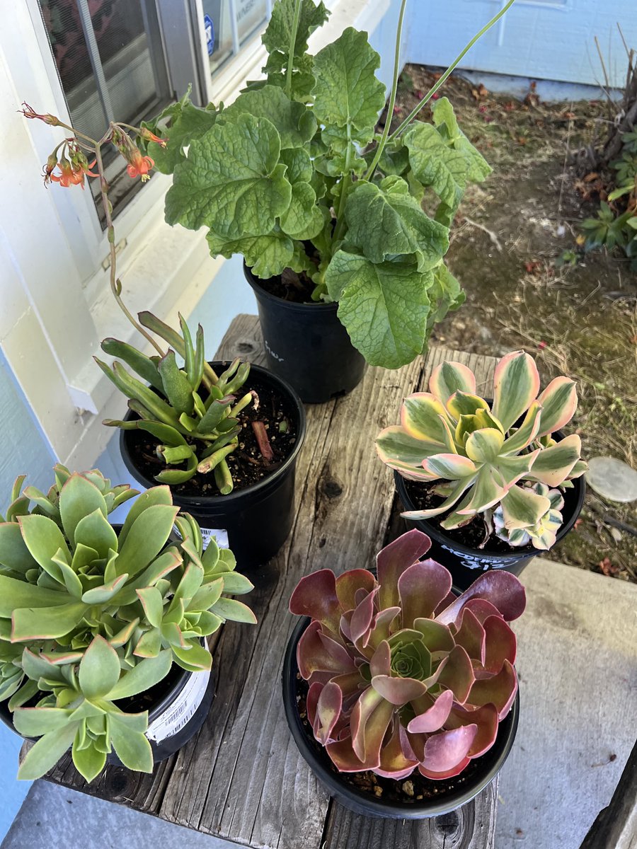 Sequoia524's tweet photo. #drought resistant #succulents Some new succulents and adopted rescues. ⁦@SequoiaEL⁩ ⁦@ricard_mona⁩ https://t.co/jdtDQRUVoo
