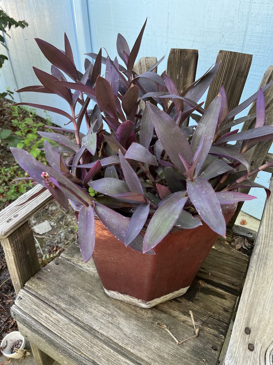 Jen Risken (@sequoia524) on Twitter photo #drought resistant #succulents Some new succulents and adopted rescues. <a href="/SequoiaEL/">Sequoia Elementary</a> <a href="/ricard_mona/">Mona Ricard</a> #drought resistant #succulents Some new succulents and adopted rescues. <a href="/SequoiaEL/">Sequoia Elementary</a> <a href="/ricard_mona/">Mona Ricard</a>