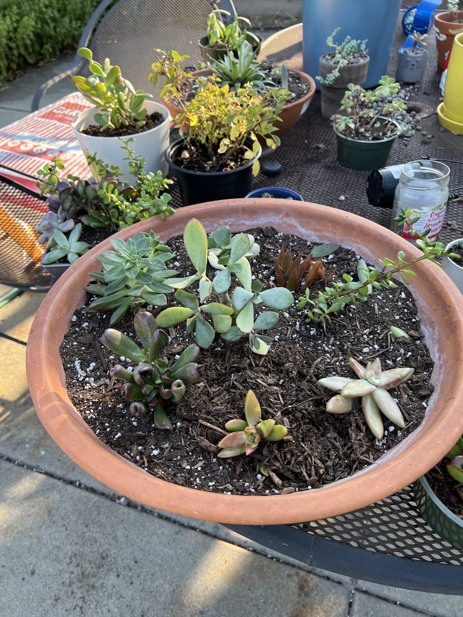 Jen Risken (@sequoia524) on Twitter photo #fromstudents #startersucculents  #schoolgardens <a href="/SequoiaEL/">Sequoia Elementary</a> <a href="/ricard_mona/">Mona Ricard</a> #fromstudents #startersucculents  #schoolgardens <a href="/SequoiaEL/">Sequoia Elementary</a> <a href="/ricard_mona/">Mona Ricard</a>