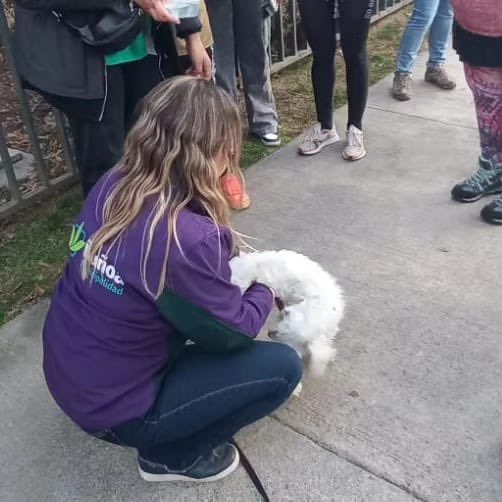 MuniNunoa's tweet photo. Operativo por maltrato animal 🐾

Gracias a @mascotalerta, la denuncia de nuestra comunidad, y a la colaboración de funcionarios de Seguridad Pública, Medio Ambiente y Carabineros, se efectuó la detención de sujeto que maltrató reiteradamente a su mascota en el sector de Suárez Mujica.

Se pudo efectuar evaluación del perrito, el que estará a resguardo en nuestro Centro de Rescate Canino 🐕

Agradecemos las denuncias, el trabajo de @mascotalerta y colaboración de nuestras vecinas y vecinos, quienes permitieron activar el operativo de rescate.