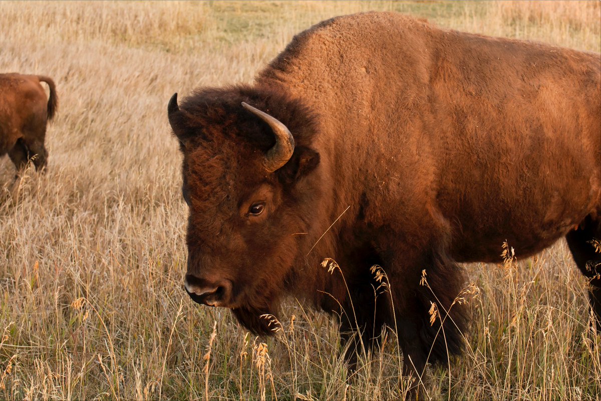 coreyleamon's tweet image. Wow, reset lasted three posts. I only remain here now to watch this once fascinating platform implode, and to seek comedic validation from YIMBY accounts. [Yellowstone NP, Sept 2020]