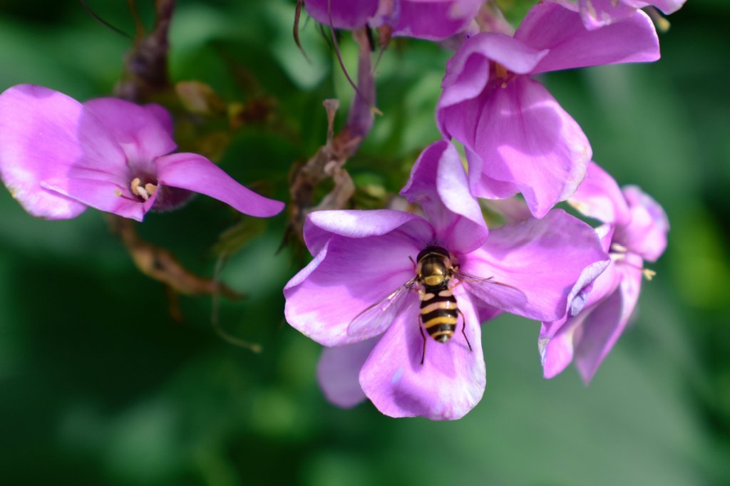 yanneyboy1's tweet image. Nature's beauty pic of the day!✌👀

#observenature #beonewithnature