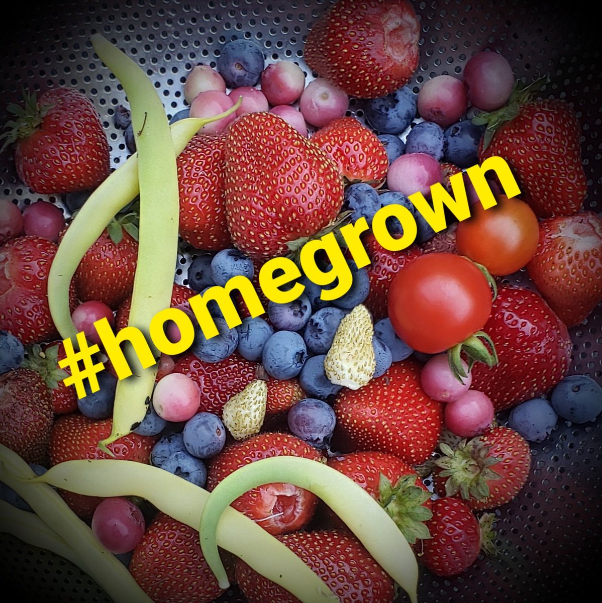 #garden #gardening #growyourownfood #homegrownvegetables #homegrownveggies #homegrown #growyourown #gardening_feature #homegrownfood #organic