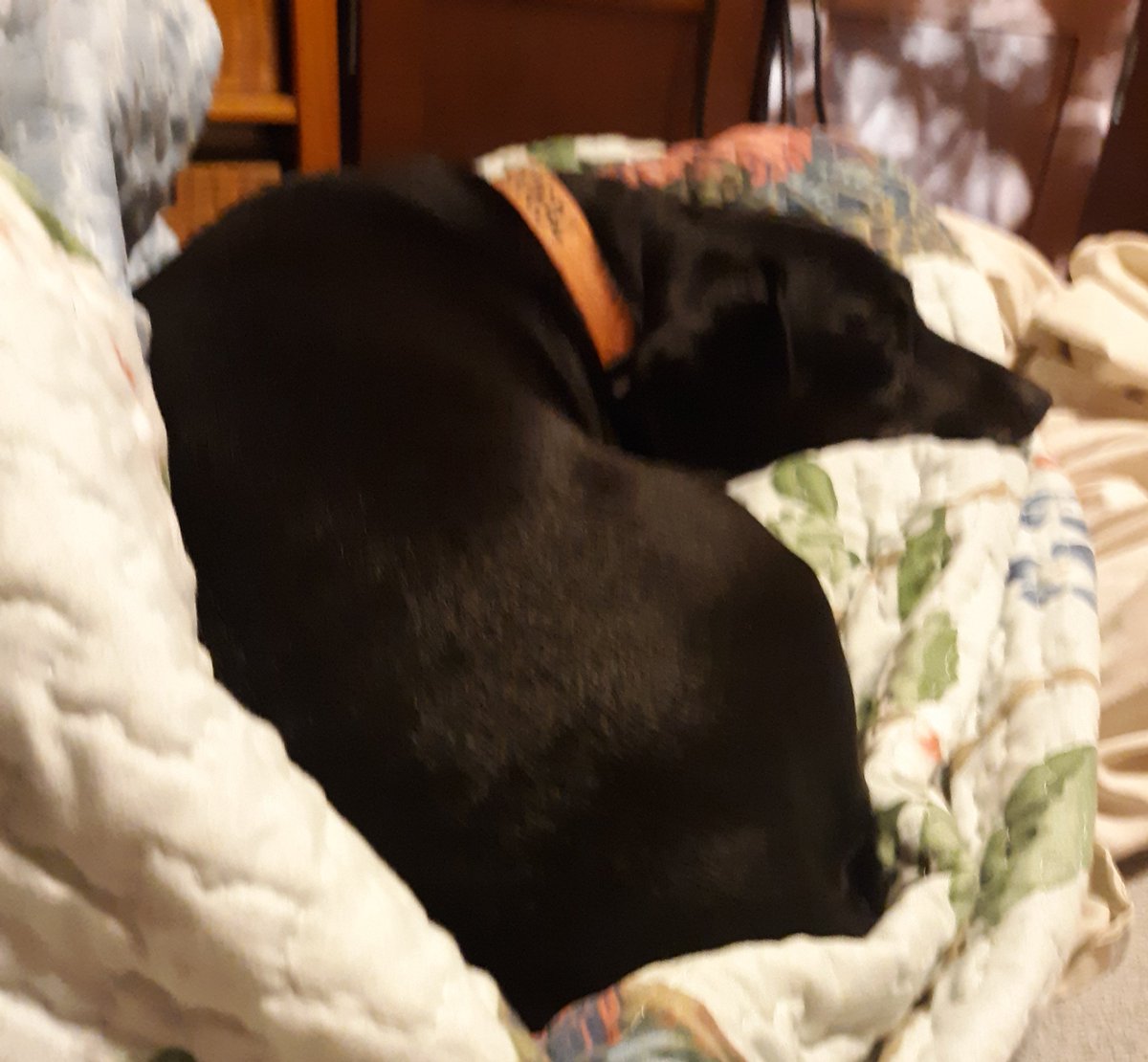 aladreth's tweet image. #francesca #angelcard #pulled4u #reggie #chillaxin