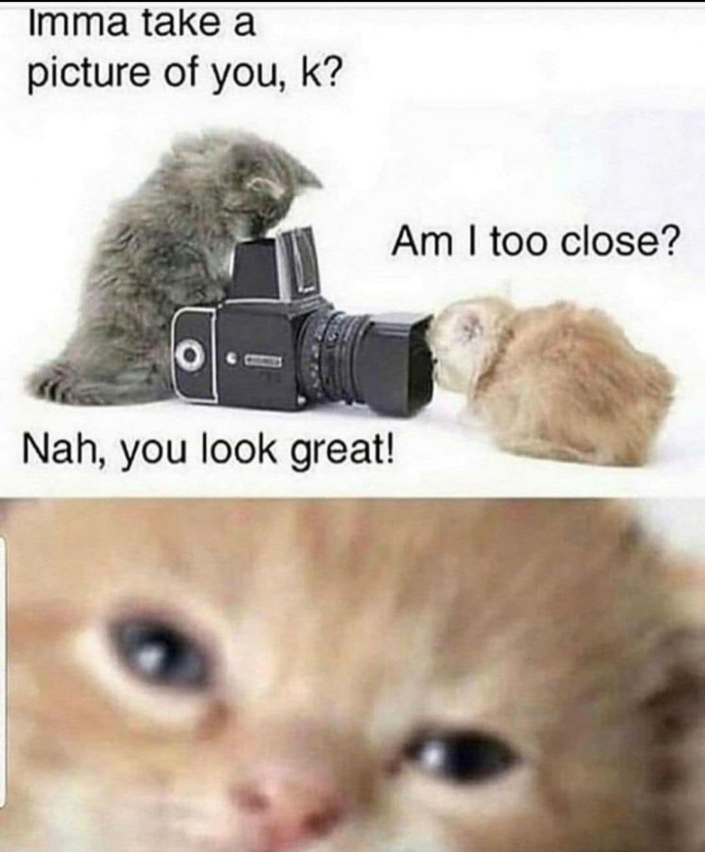 smol silly cat tweet media