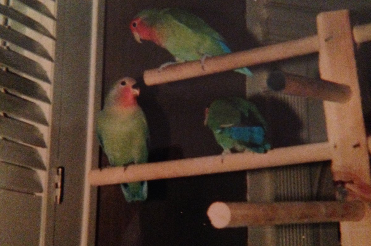 @Darren999222 These are scans of snapshots, but our lovebirds were Sparky, Peaches, and Buster.