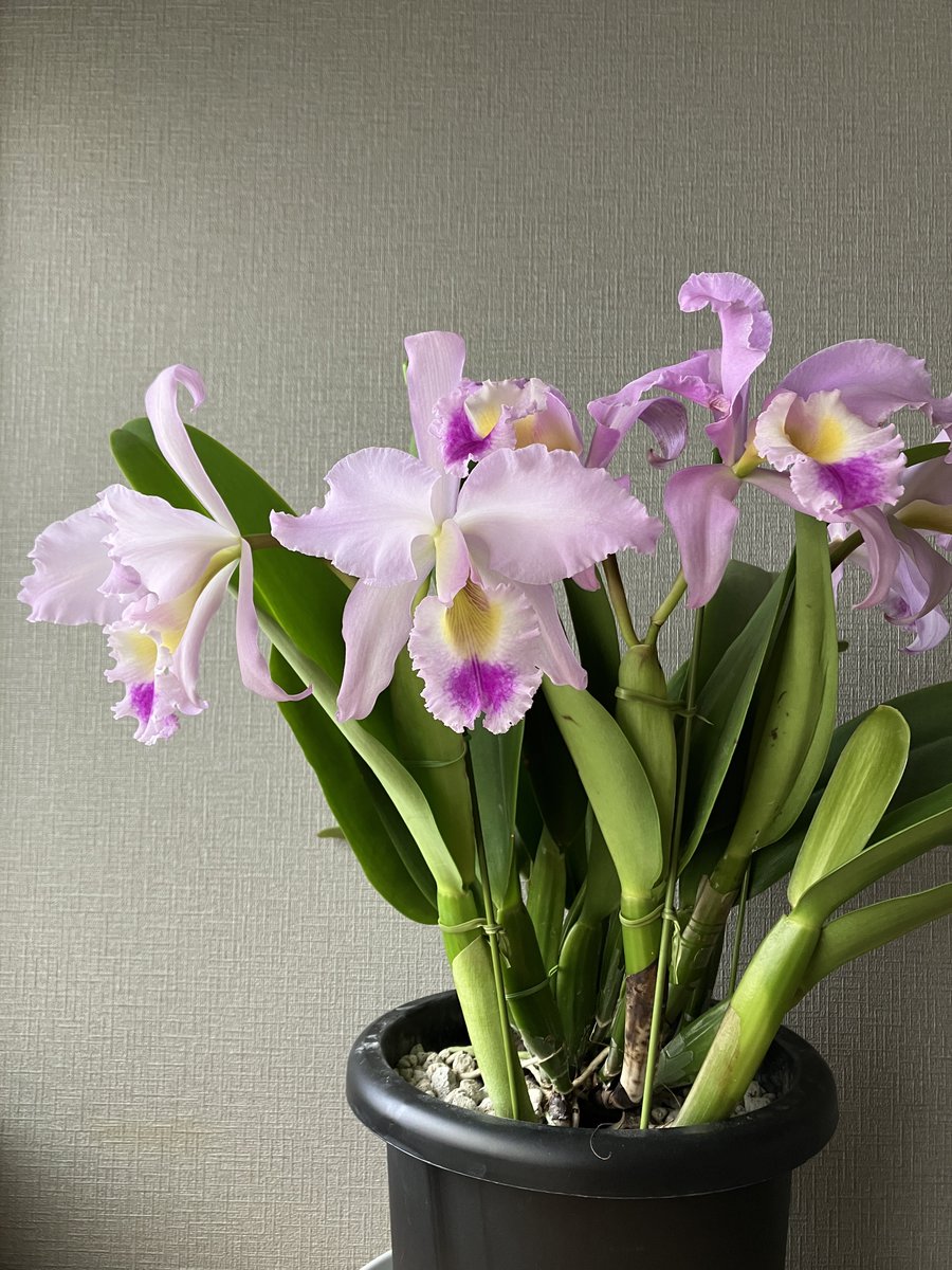 _Shunran's tweet photo. 満開になりました。3花茎6輪になりました。午前中に良い香りがします。 https://t.co/G6DT0pL8C9
