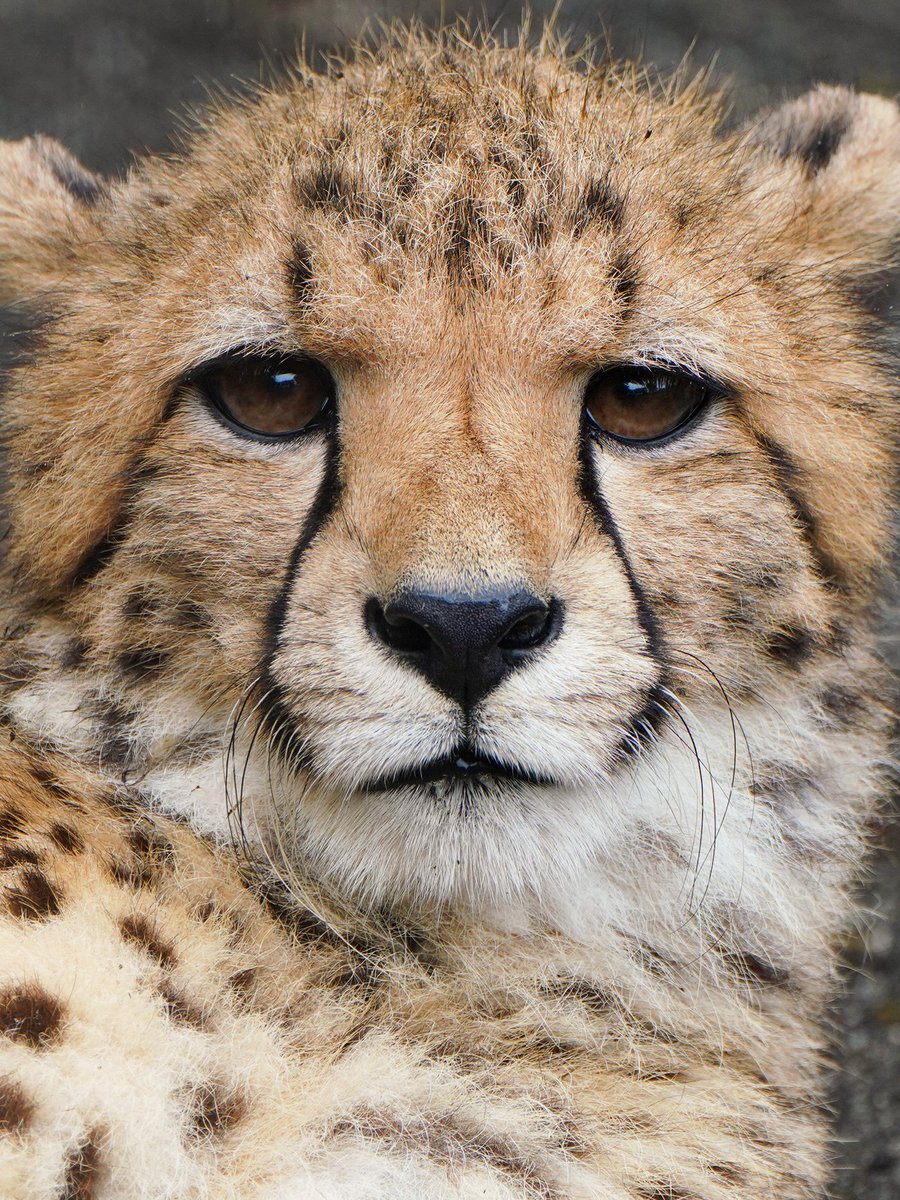 fuji_safari1980's tweet image. 朝から目いっぱい遊んだので
そろそろ眠たくなる時間かな？？

#子チーター #cheetahcub 
#富士サファリパーク 
fujisafari.co.jp/news/baby/4448…