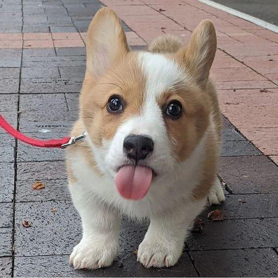 Little cute master 🥰
#Corgi #CorgiCrew #corgilover #Corgipuppies #puppy