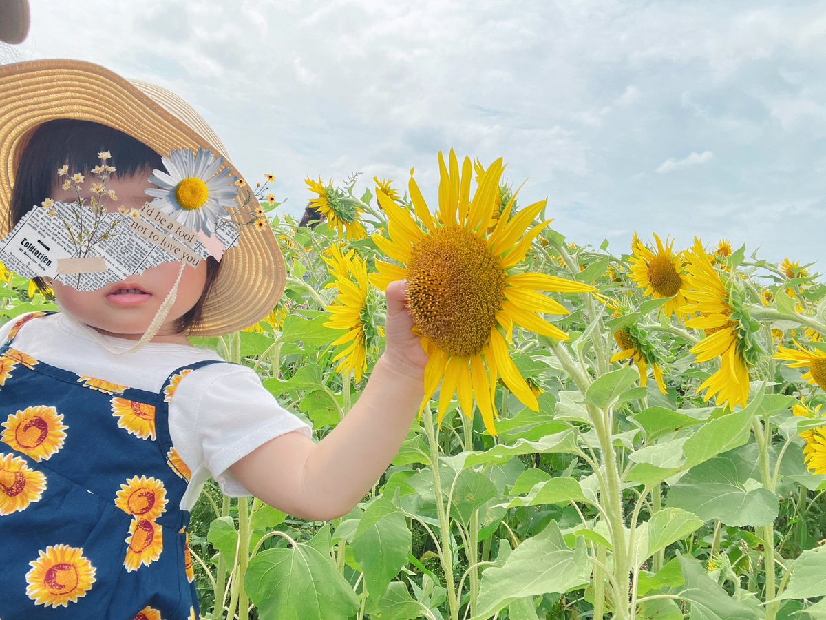 ponyo397fish's tweet photo. ひまわり🌻今年もみにいった https://t.co/6cuZ2VzSlv
