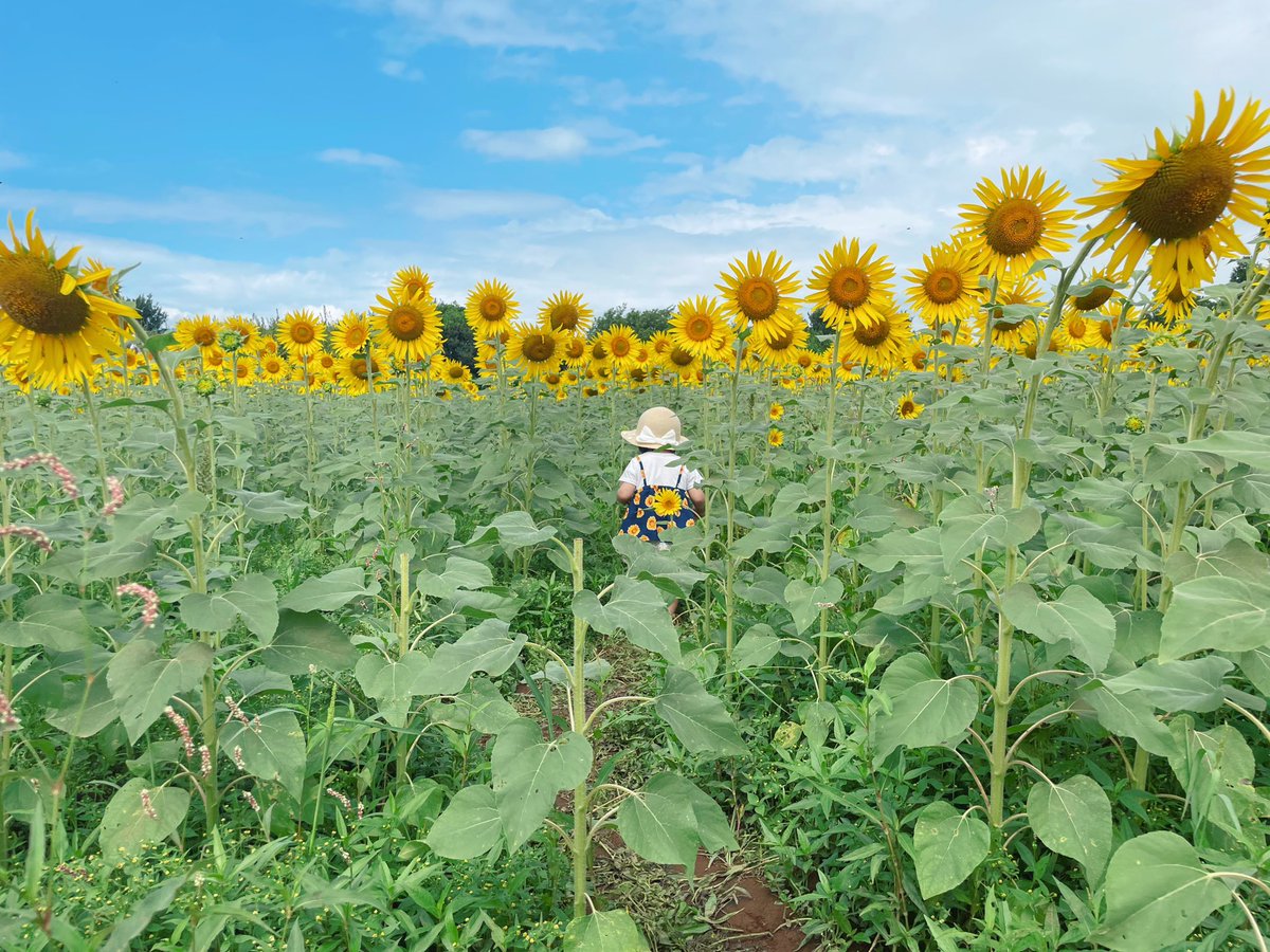 ponyo397fish's tweet photo. ひまわり🌻今年もみにいった https://t.co/6cuZ2VzSlv