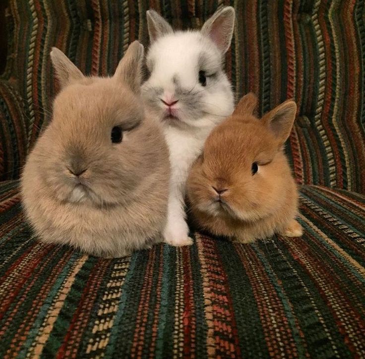 bunnyluh's tweet photo. I love you both @not_chapi @notyour_ham https://t.co/fUjxfwMzyL