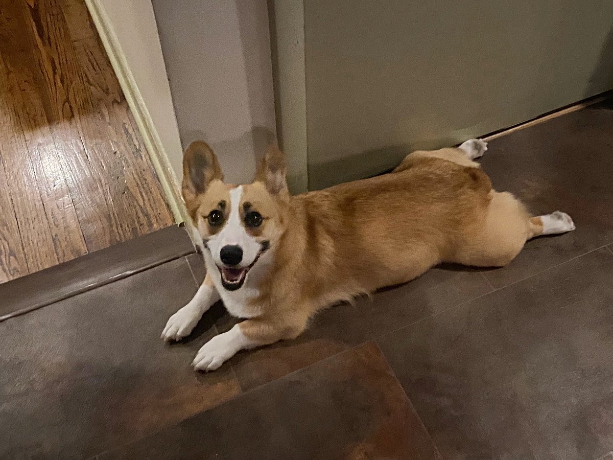 vegan_swemo's tweet image. Corgi sploots tho. #corgitwitter #adoptdontshop #happydoggo