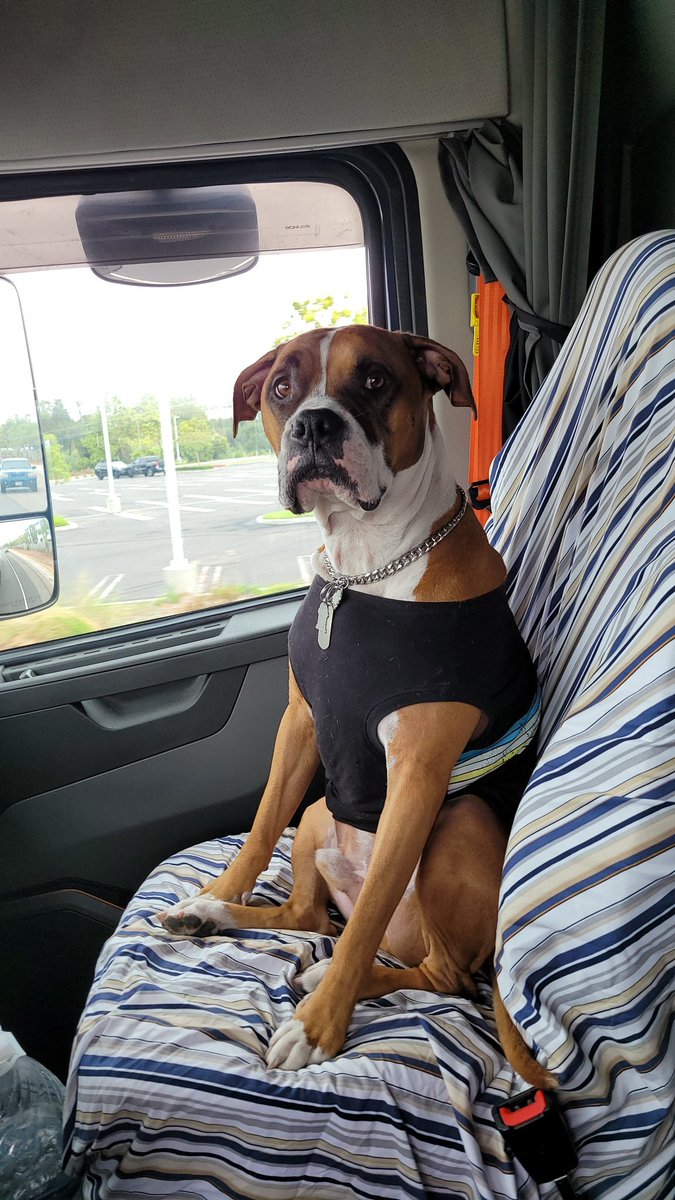 Antoine20857701's tweet photo. #truckerdog #cuteboxer #workingdog https://t.co/8igrWs8Gw2