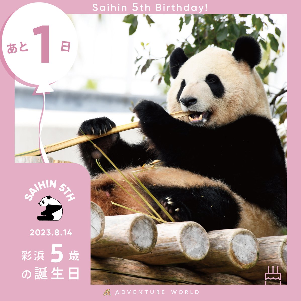 \彩浜5歳の誕生日まであと1日/
8/14㈪ 8:40～公式YouTube・Instagramにてライブ配信をいたします♪

もうすぐ100kgに到達する彩浜の体重にちなんで氷のボール100個で年齢を表す数字の「5」を型どったものと、彩浜の名前にちなんだ虹の形をした氷をプレゼント☆

詳しくは▷ aws-s.info/saihin-bd23