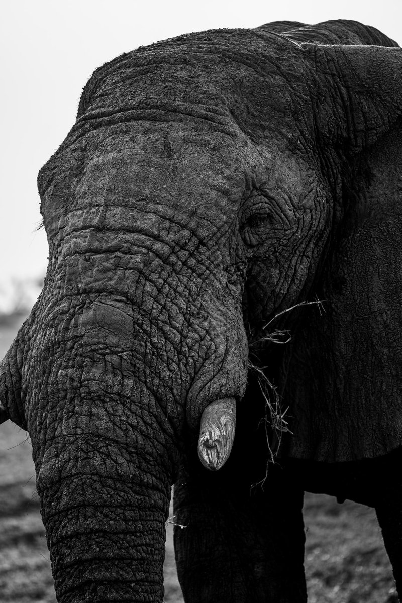 hreadphoto's tweet photo. @NatGeo 📸 #WorldElephantDay https://t.co/t8kHX7vd6j