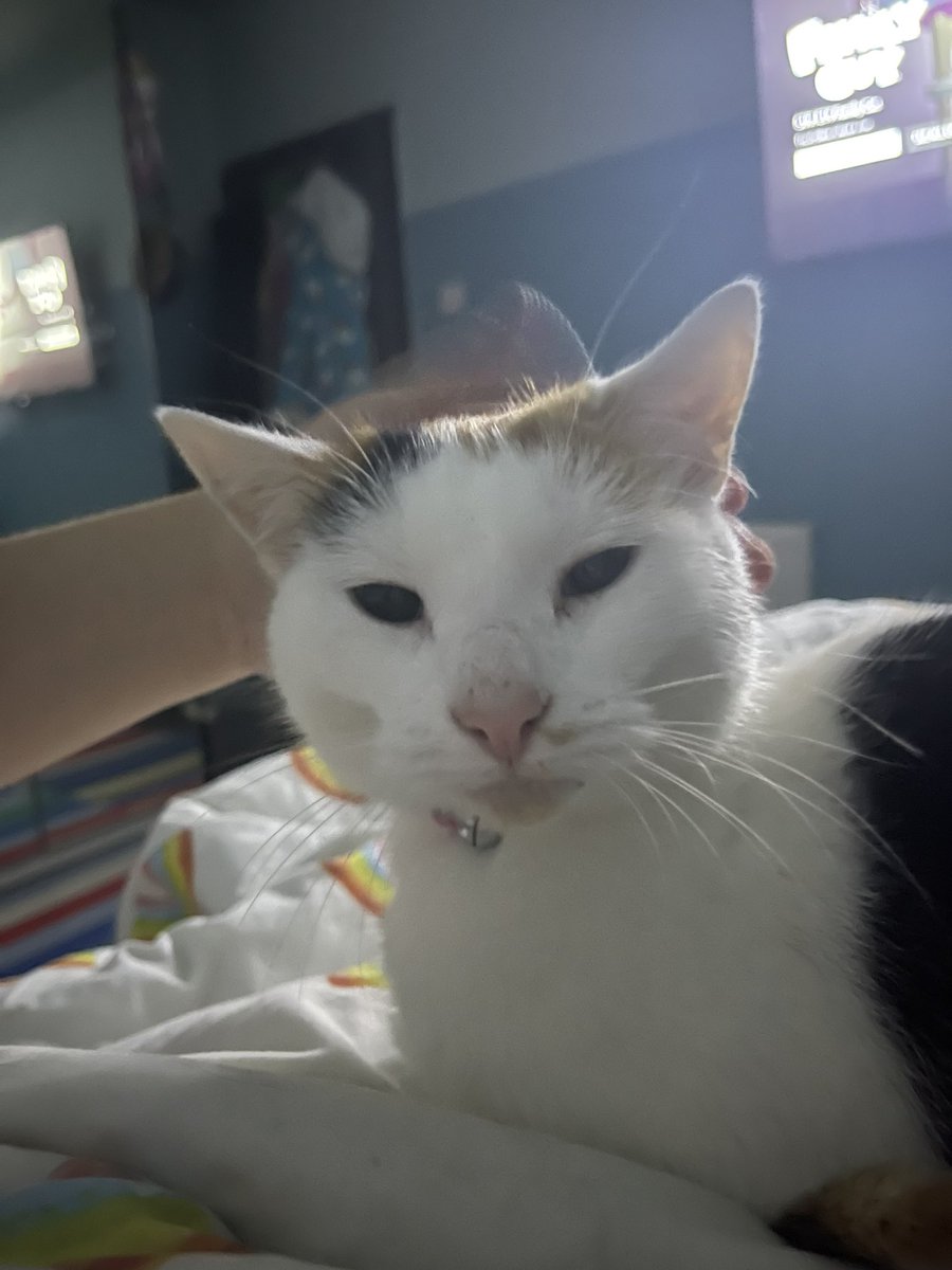 uhohpretzel's tweet photo. momey petse https://t.co/n48qmGxOnv