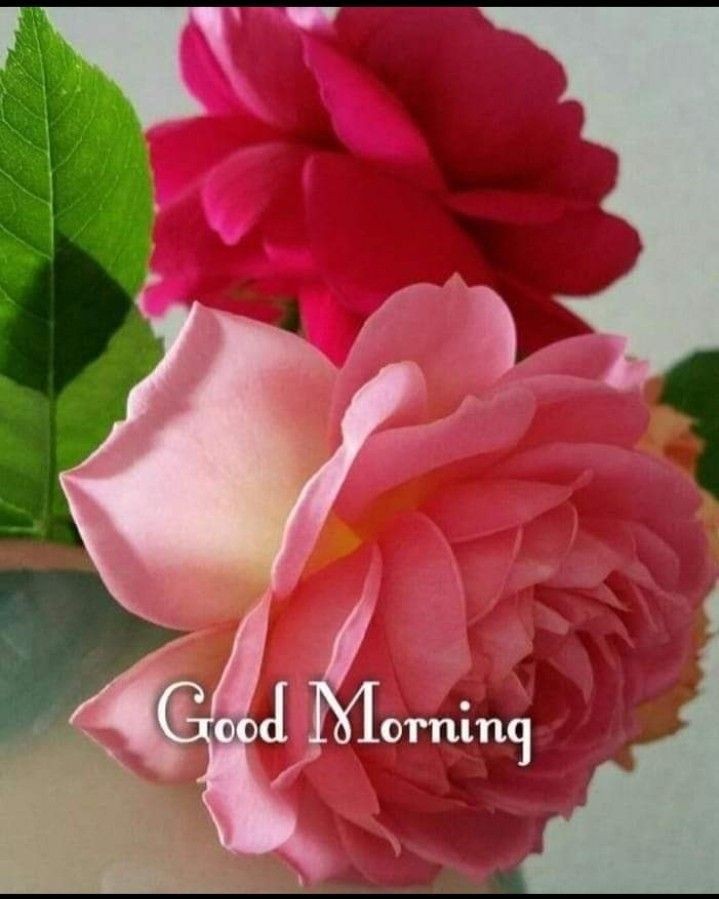 🕊🌹L♥VE_SIYA🌹🕊 tweet media