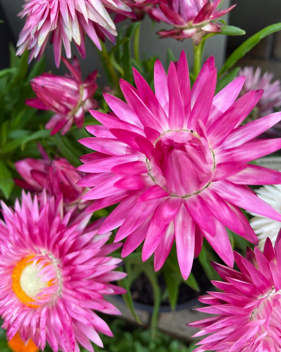 EckardsGarden's tweet image. Grow something different for spring colour. The Straw Flower also known as Paper Flowers in our forecourt are catching our eye. 🌸 #eckardsgarden #paperflowers #lifeisagarden