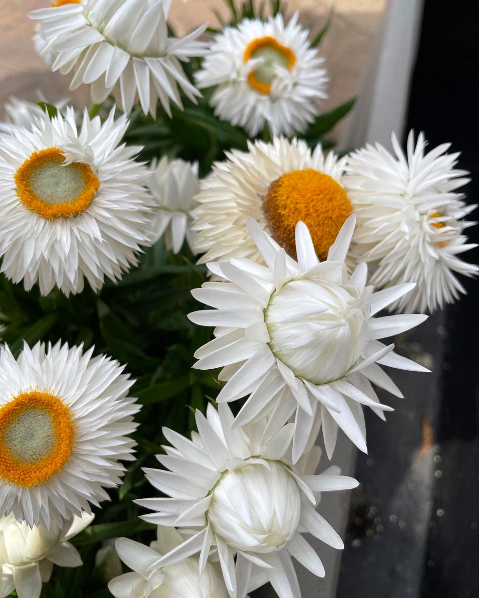 EckardsGarden's tweet image. Grow something different for spring colour. The Straw Flower also known as Paper Flowers in our forecourt are catching our eye. 🌸 #eckardsgarden #paperflowers #lifeisagarden