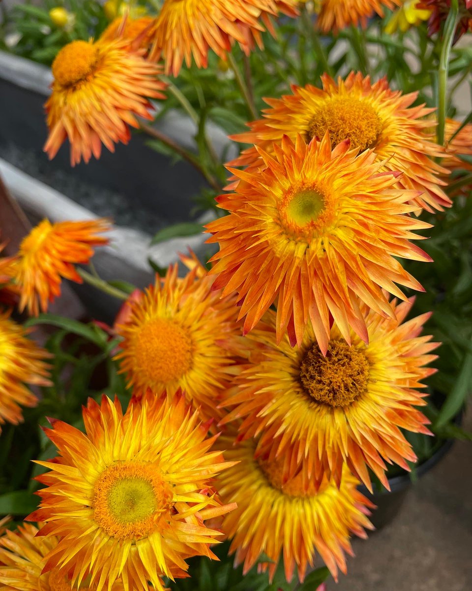 EckardsGarden's tweet image. Grow something different for spring colour. The Straw Flower also known as Paper Flowers in our forecourt are catching our eye. 🌸 #eckardsgarden #paperflowers #lifeisagarden
