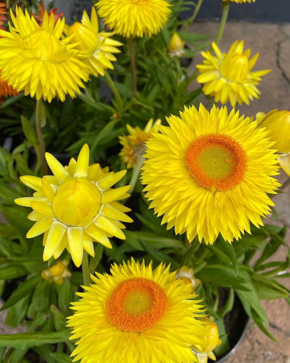 EckardsGarden's tweet image. Grow something different for spring colour. The Straw Flower also known as Paper Flowers in our forecourt are catching our eye. 🌸 #eckardsgarden #paperflowers #lifeisagarden