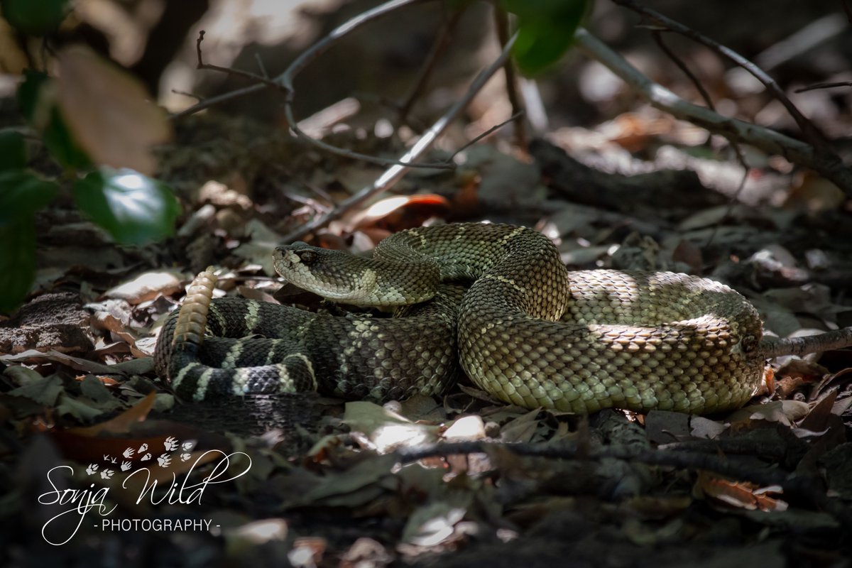 Sonja Wild tweet media