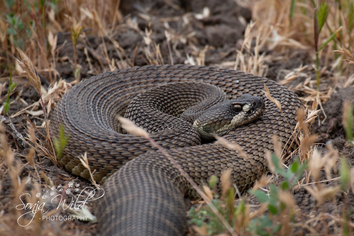 Sonja Wild tweet media