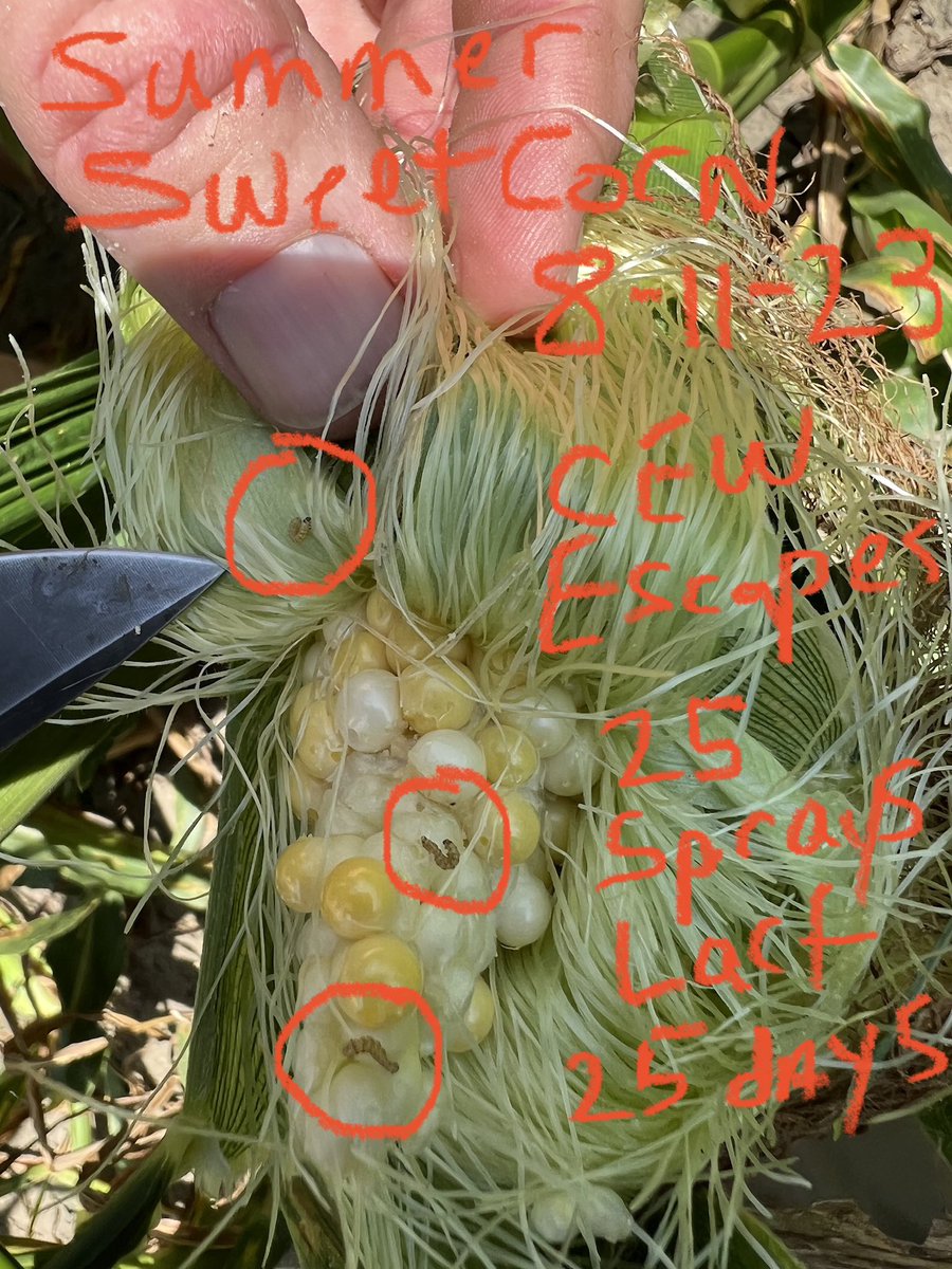 Wes Briggs tweet media